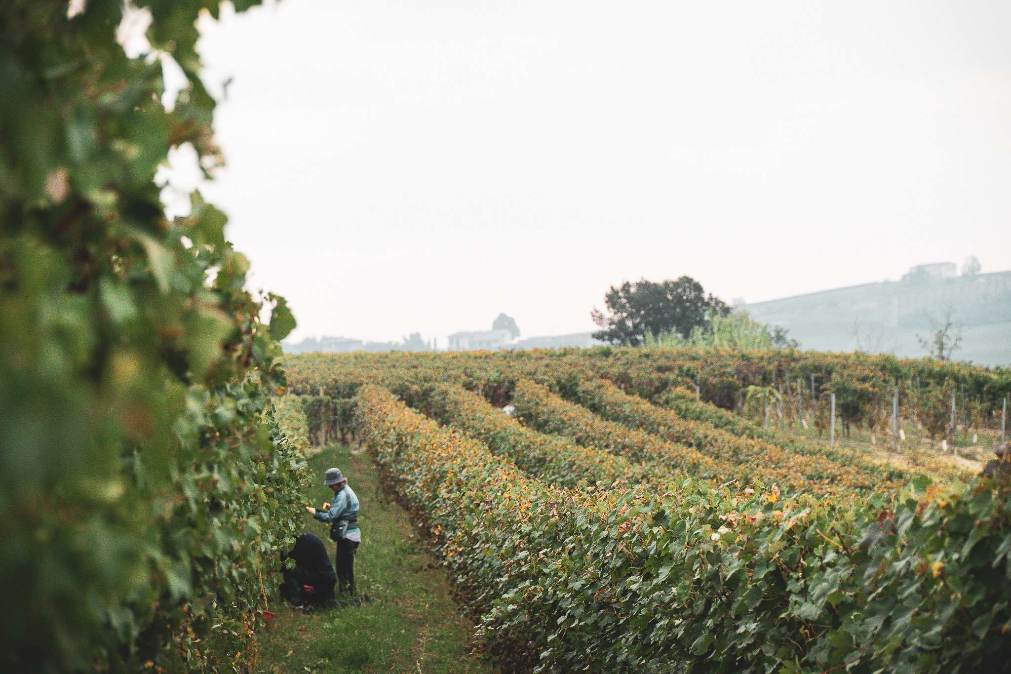 Vendemmiatori al lavoro tra i filari, raccolta manuale della Barbera