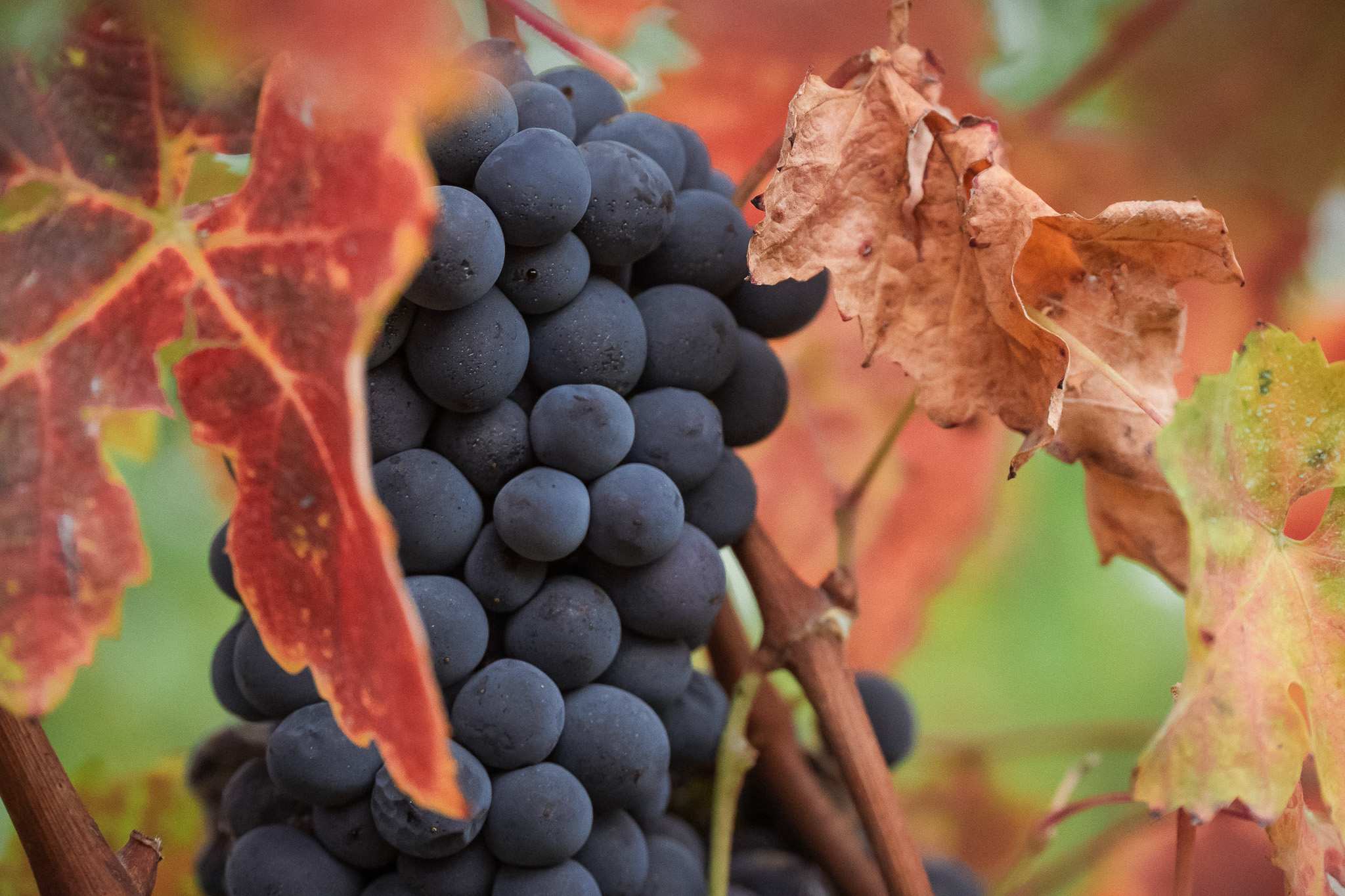 Dettaglio dei grappoli tra le foglie ingiallite, Barbera pronta alla raccolta