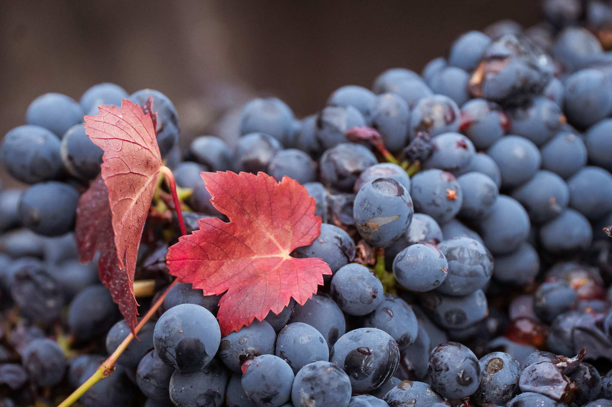 Foglia rossa d'autunno su grappolo di Barbera, tra le vigne di Agliano Terme