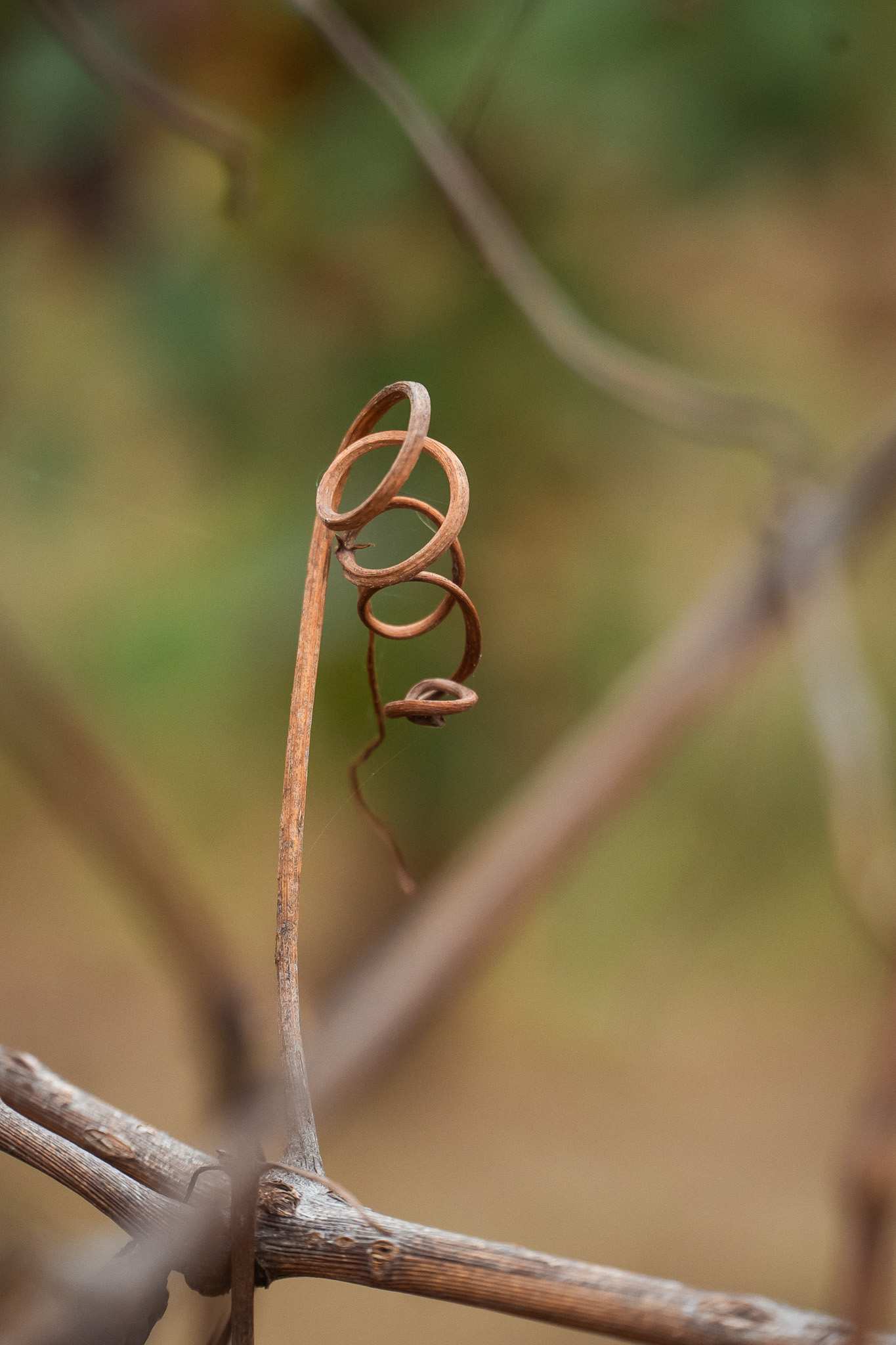 Spirale di tralcio di vite secco, dettaglio poetico della vigna in Barbera