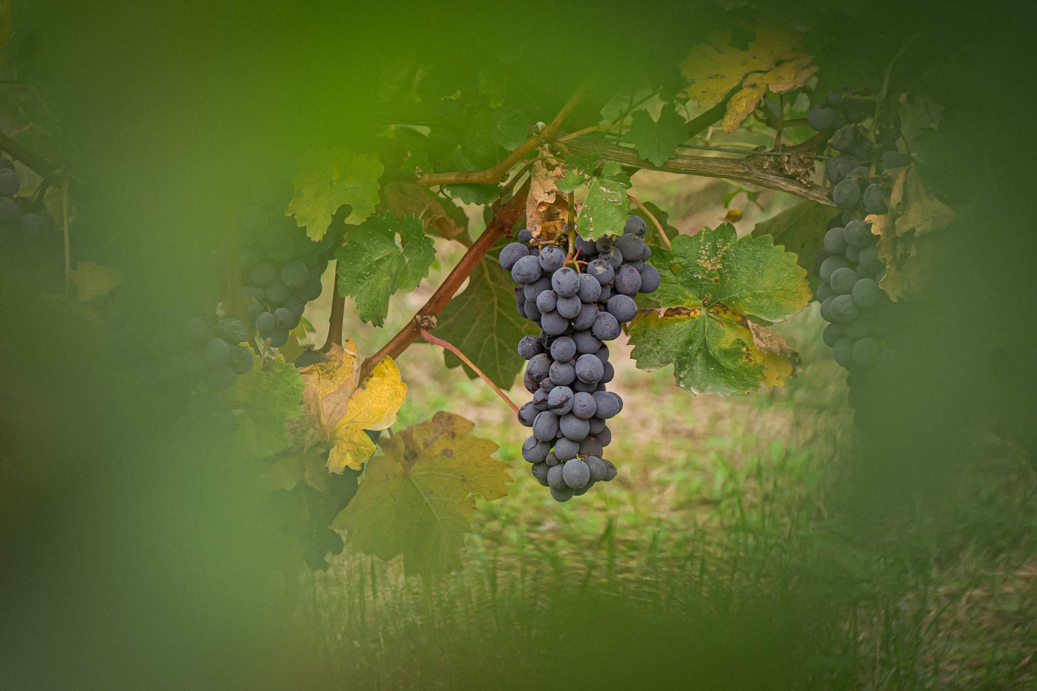 Grappolo di Barbera appeso al tralcio, tra le foglie del vigneto in settembre