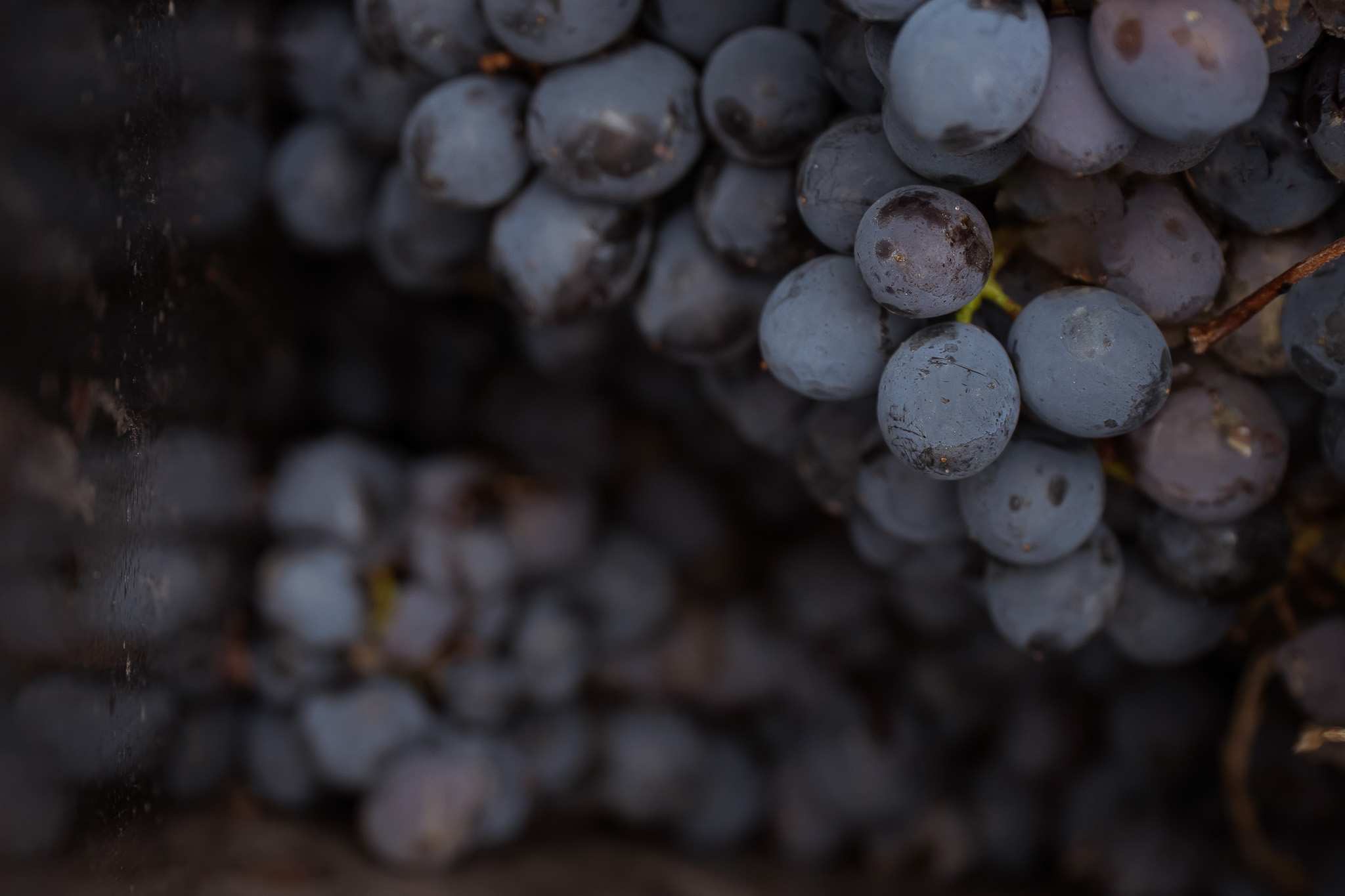 Dettaglio ravvicinato di acini maturi di Barbera dal colore blu intenso