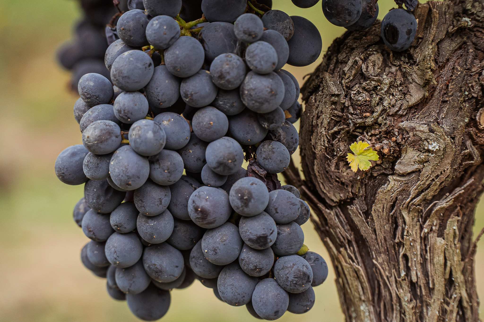 Barbera matura sulla pianta, tra foglie e tralci a settembre