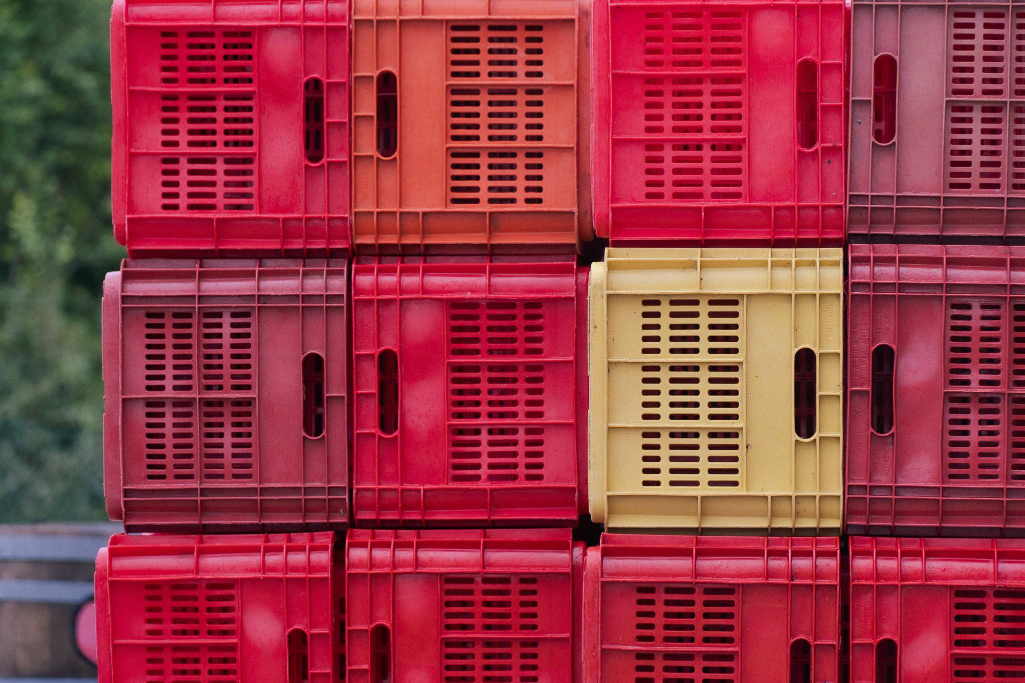 Parete di cassette colorate utilizzate per la vendemmia del Grignolino all’azienda Scarzella, giugno 2024