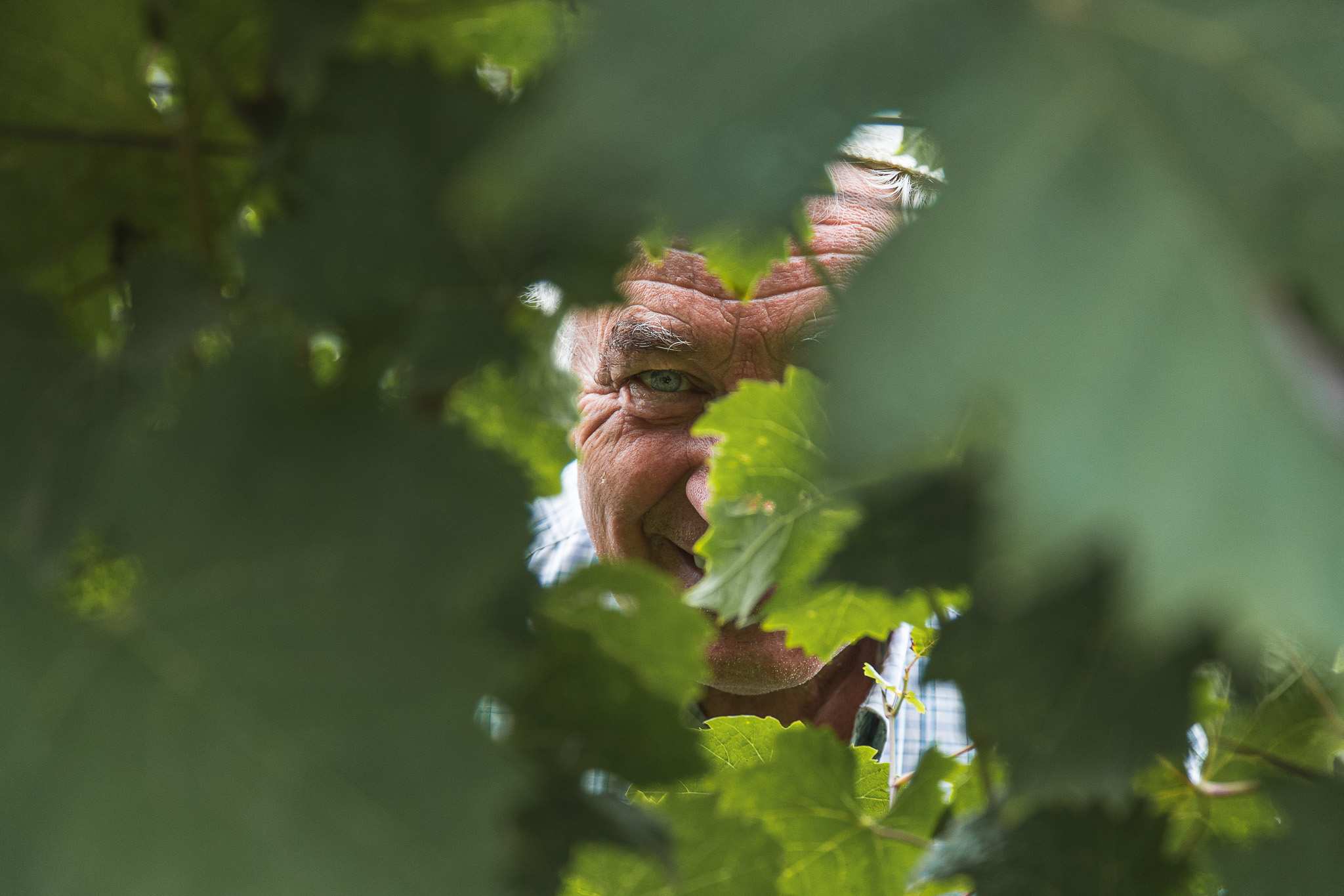 Franco tra i filari nel gesto della raccolta del Grignolino, vendemmia Scarzella, giugno 2024