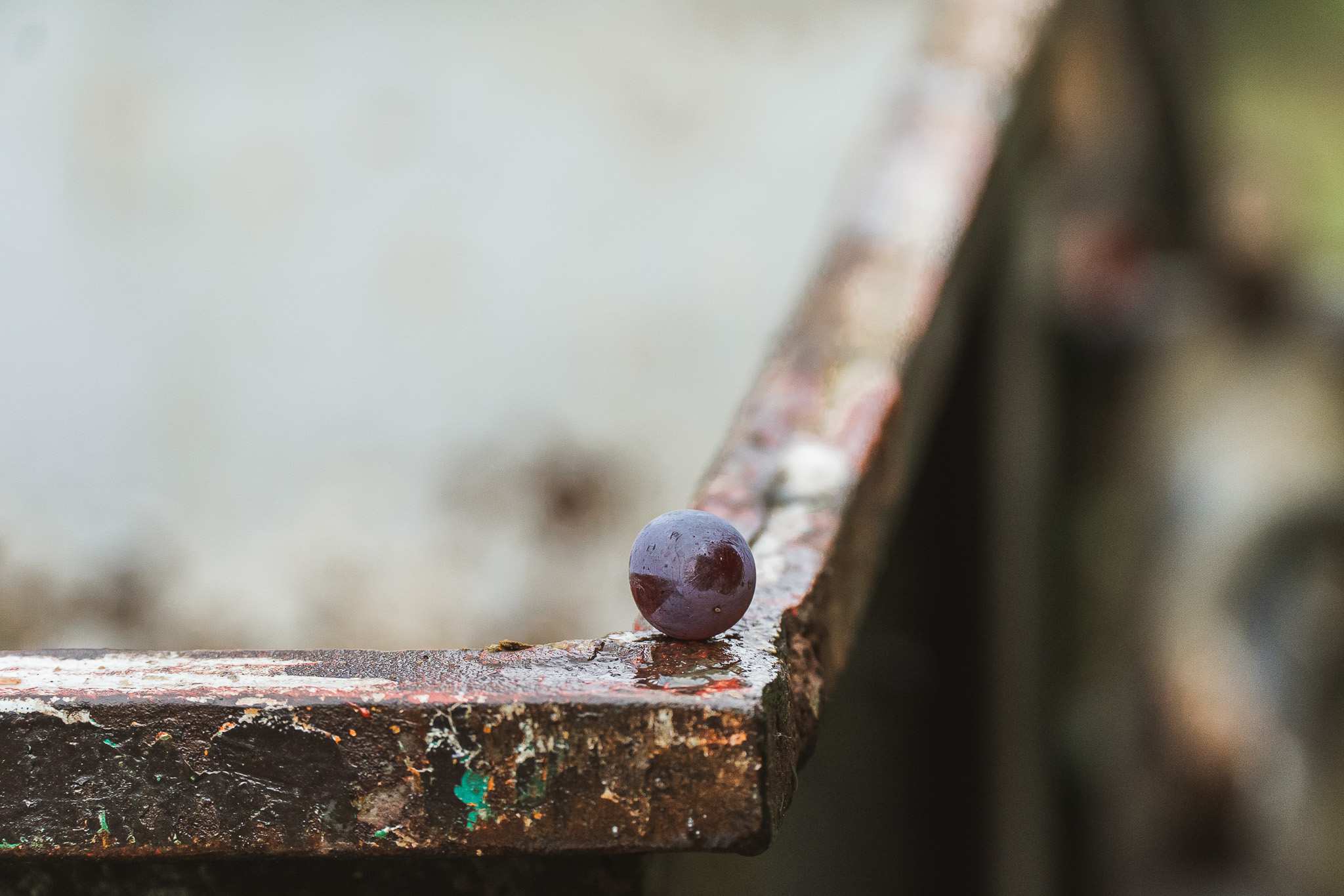 Acino singolo di Grignolino su bordo di carriola usata per la raccolta, Scarzella giugno 2024