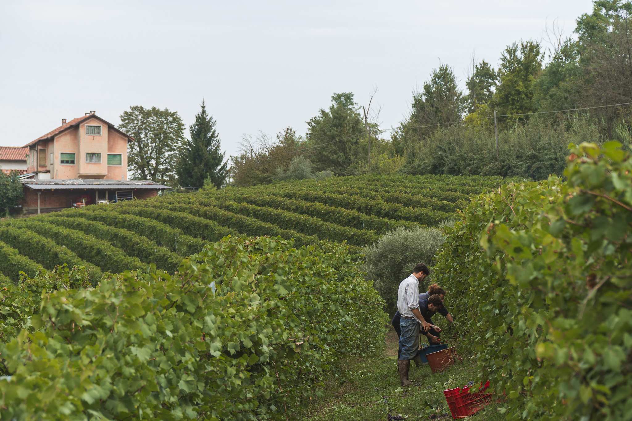 Vista panoramica sui filari del Grignolino a Rocchetta Tanaro, vendemmia Scarzella giugno 2024