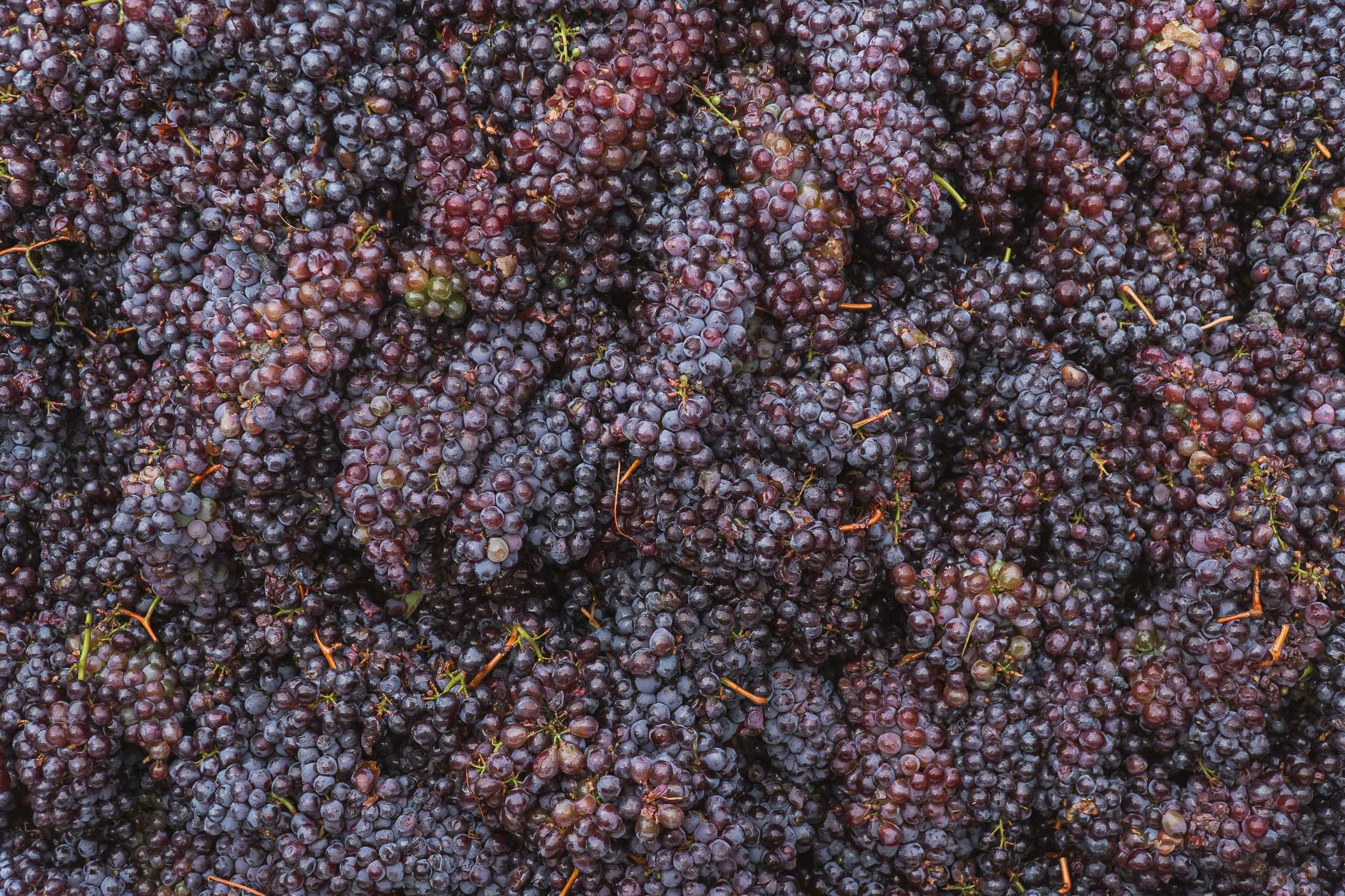 Grappoli di Grignolino appena raccolti su piano di raccolta, azienda Scarzella, vendemmia 2024