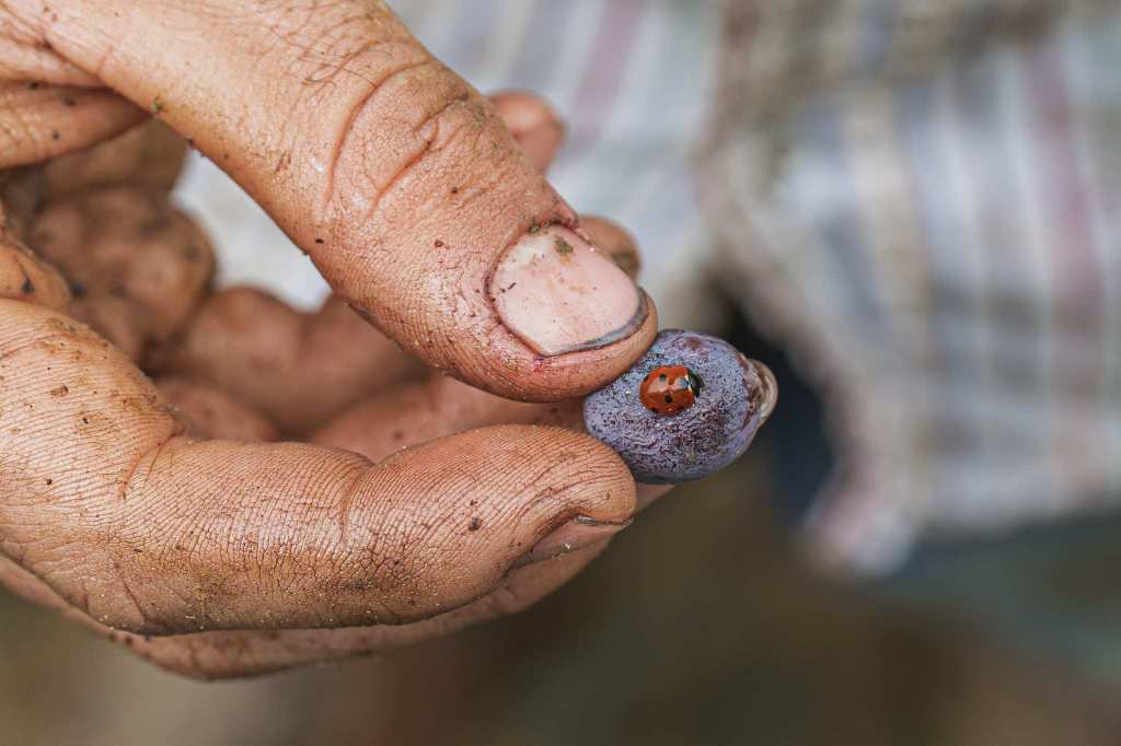 Mano con acino di Grignolino e coccinella, vendemmia giugno 2024, Scarzella