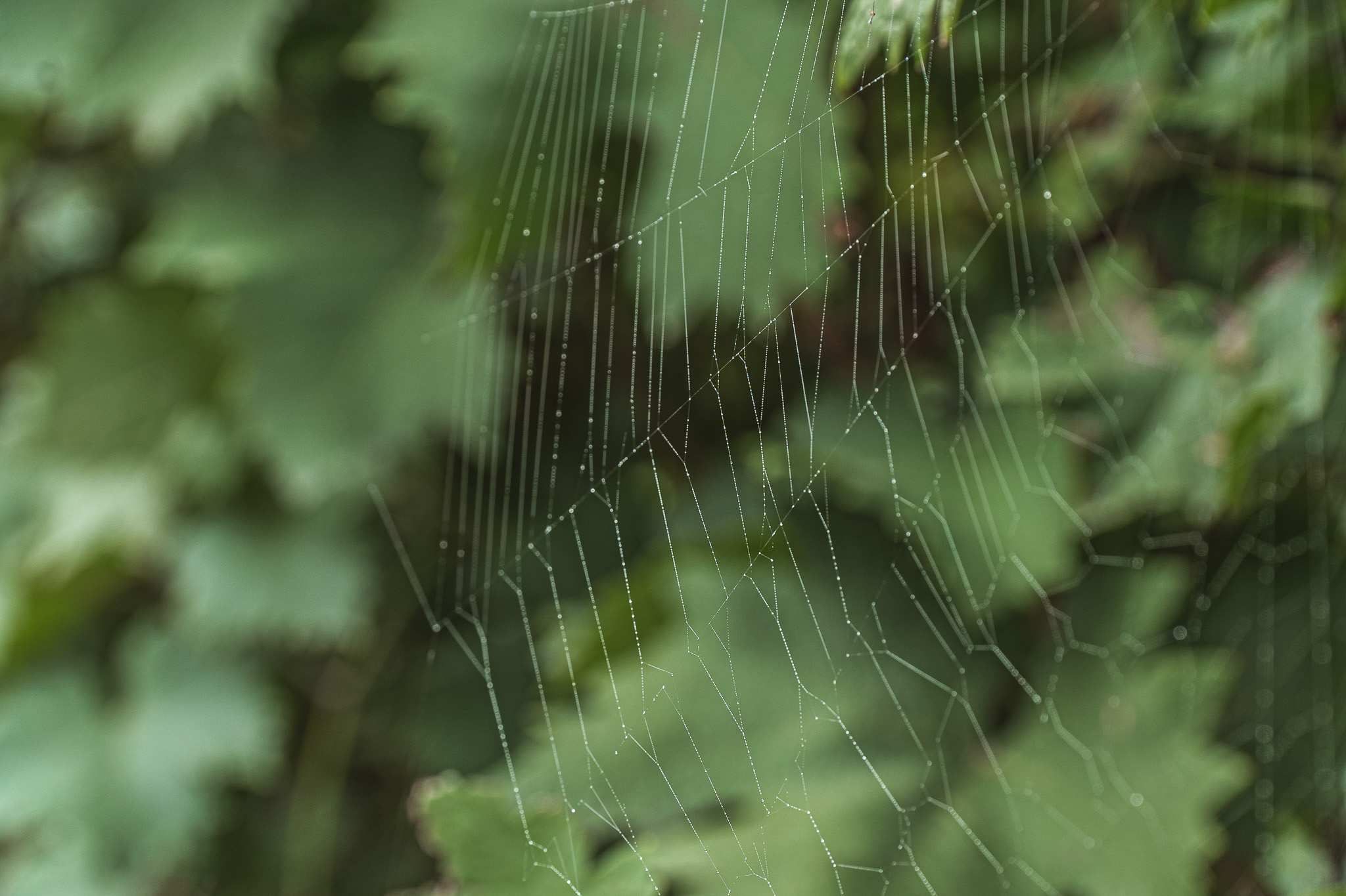 Ragnatela sospesa tra i tralci di vite durante la vendemmia del Grignolino a Rocchetta Tanaro, azienda Scarzella