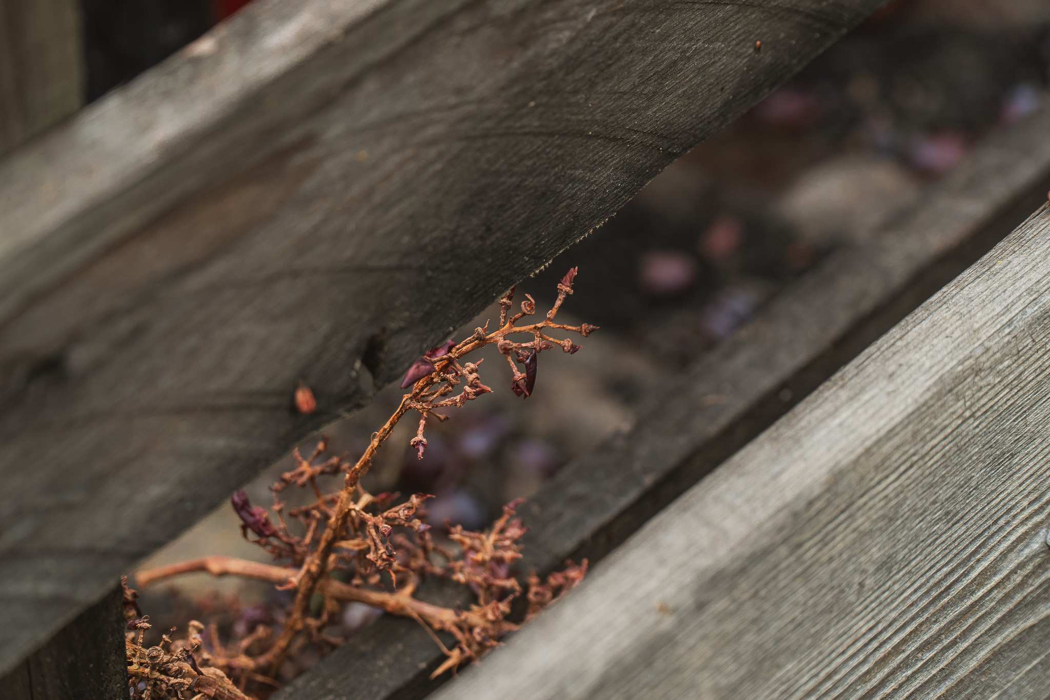 Raspi e acini secchi sul fondo in legno di una carriola, vendemmia Grignolino 2024, Scarzella