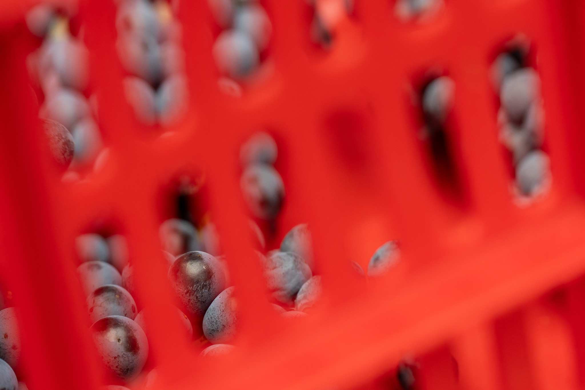 Dettaglio di cassette rosse piene di uva Grignolino, pronte per essere trasportate in cantina, Scarzella 2024